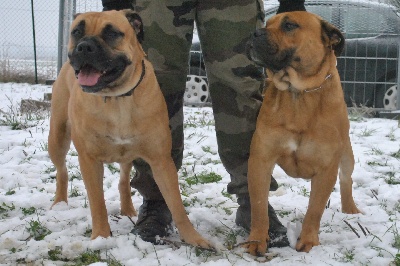 de la Montée du Col - Des chiots pour mars !
